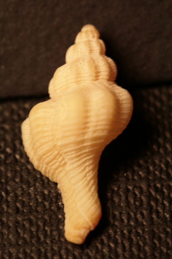 Fusinus siracusanus e?